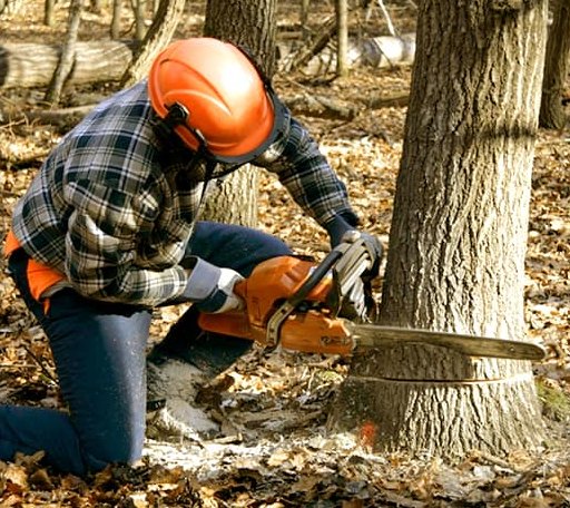 Tree Removal in Thornton, KY